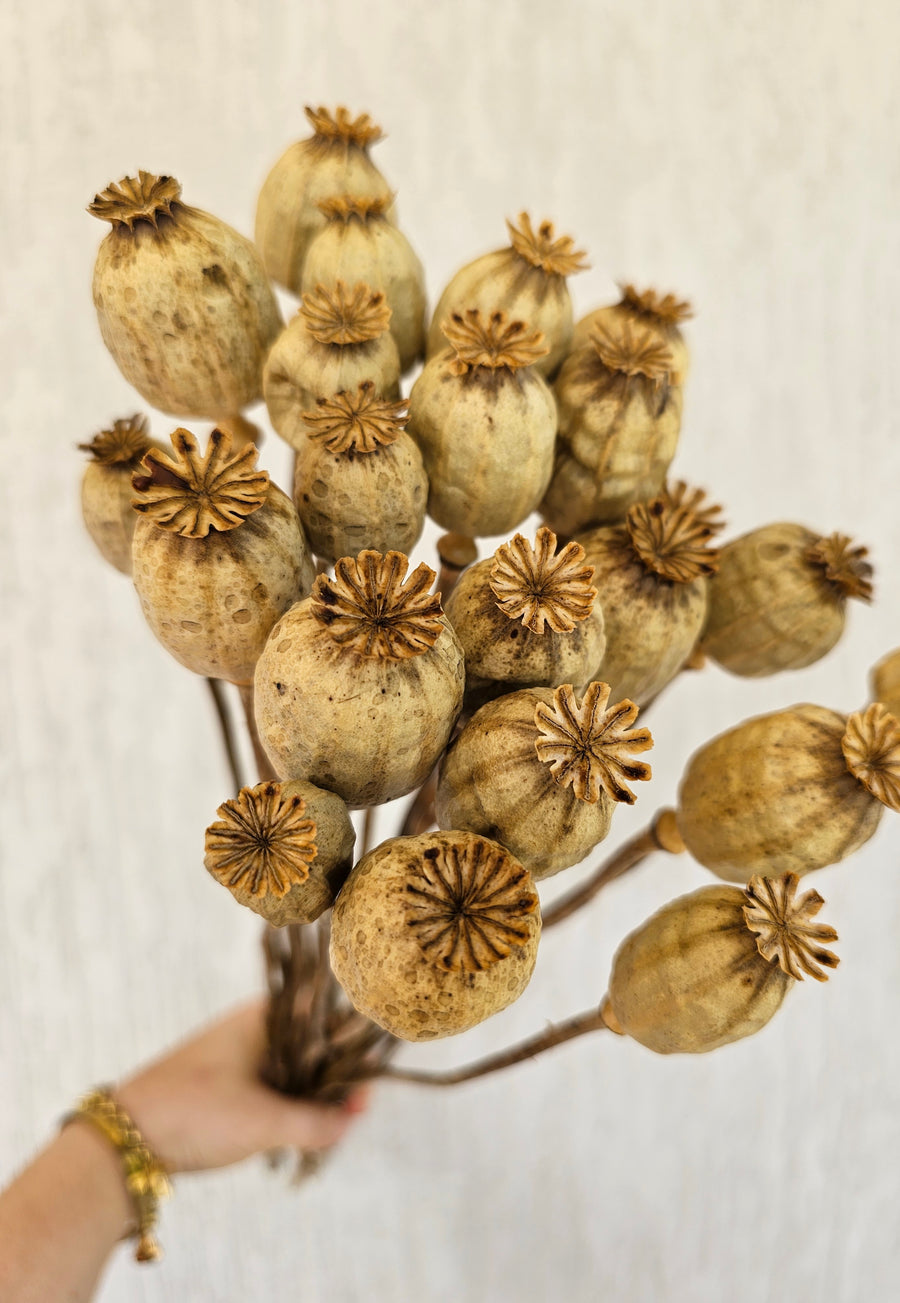 Dry Poppy pods - Natural