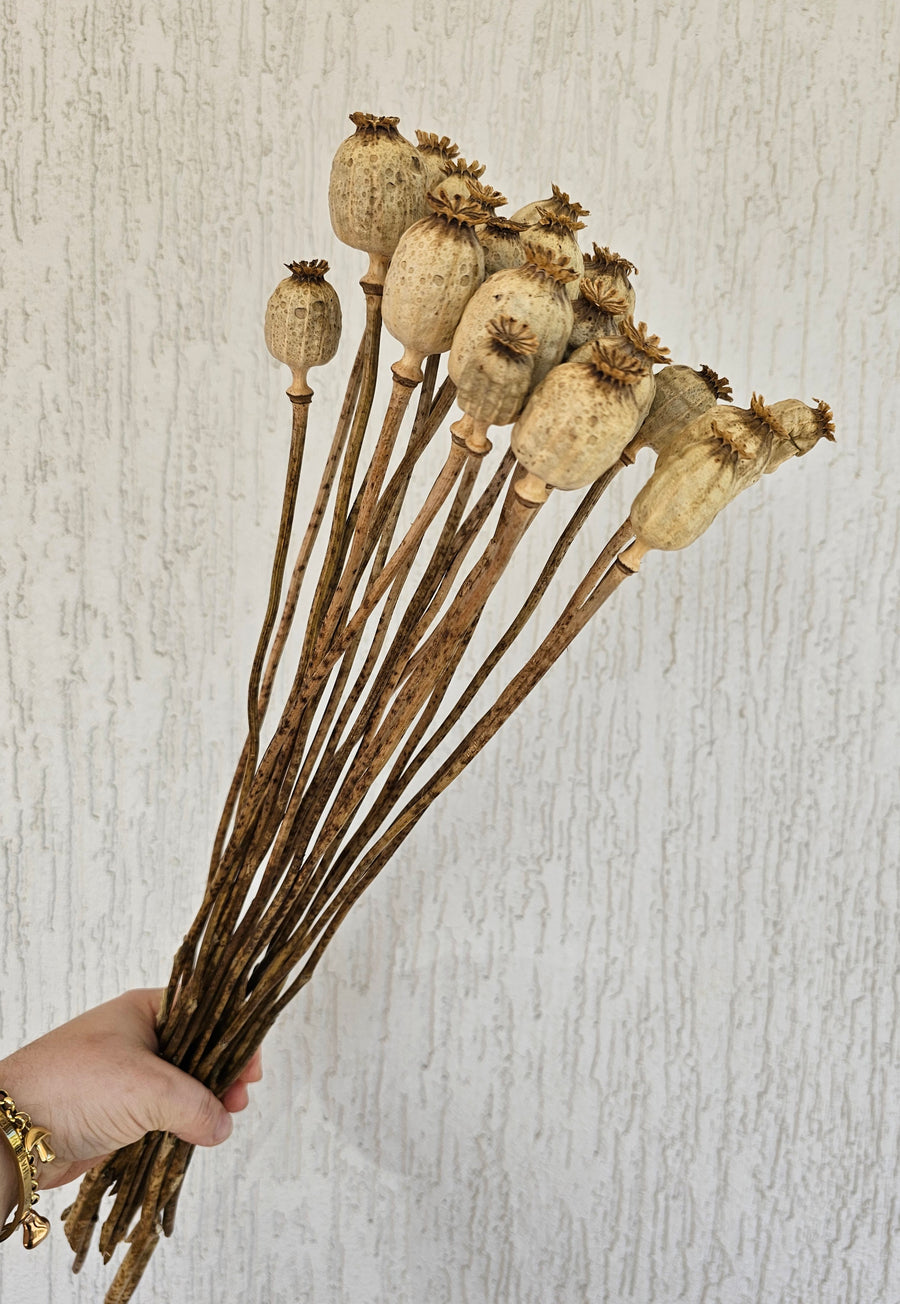 Dry Poppy pods - Natural