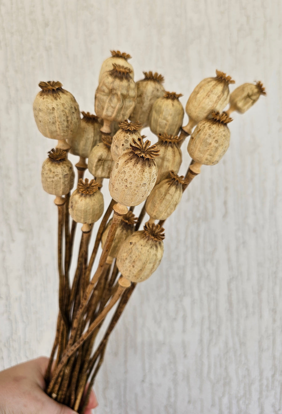 Dry Poppy pods - Natural