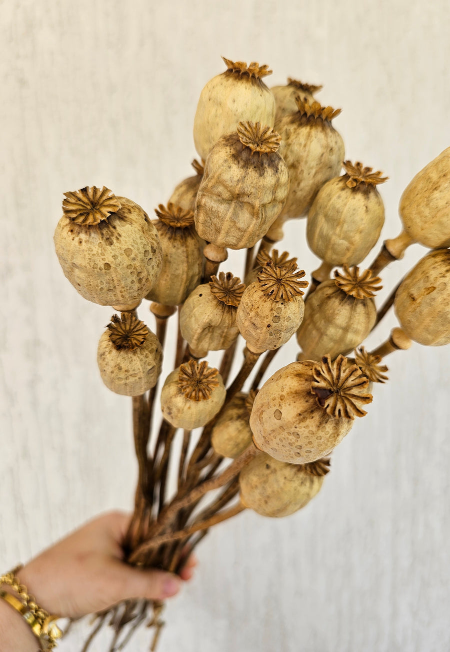 Dry Poppy pods - Natural