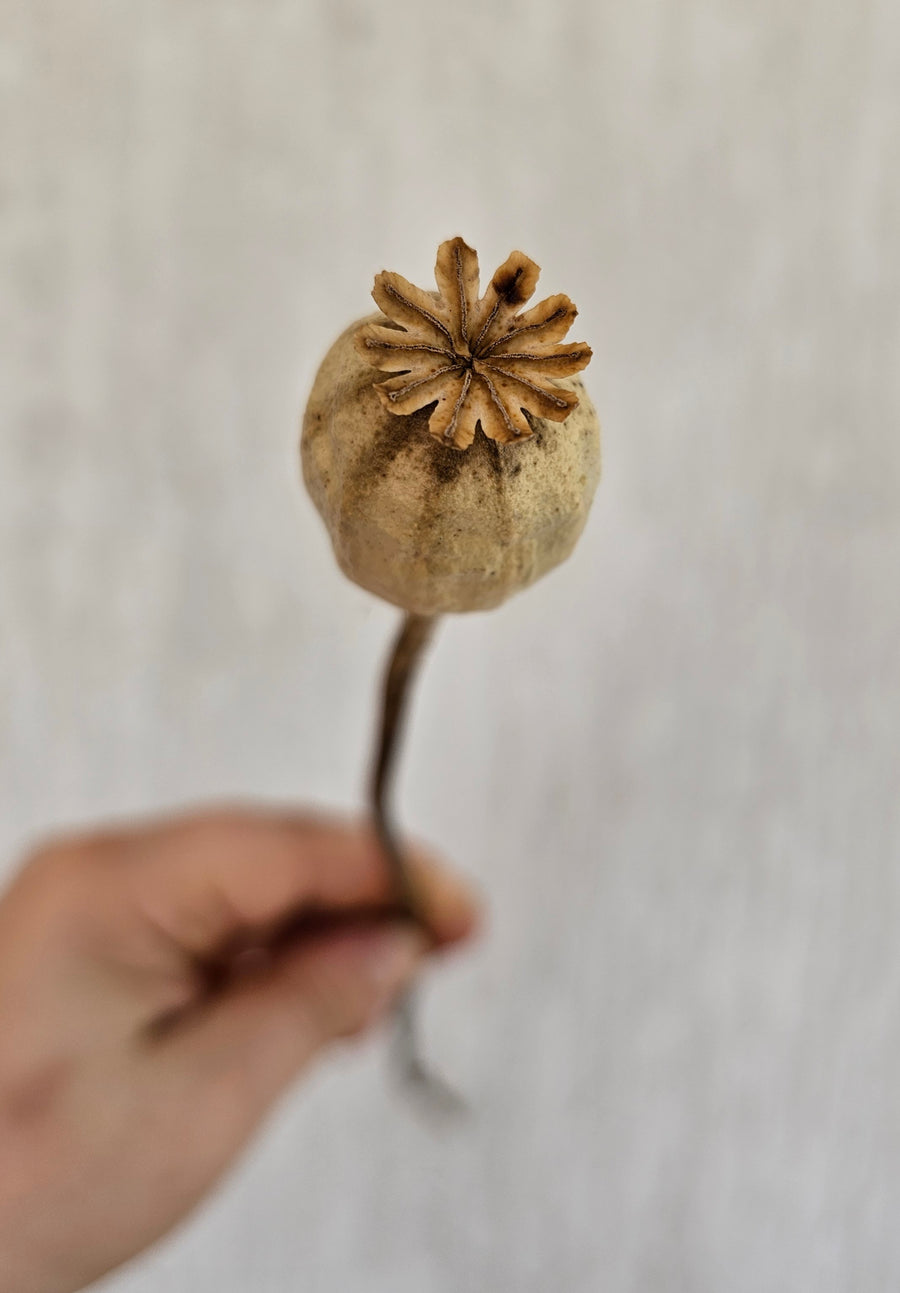 Dry Poppy pods - Natural