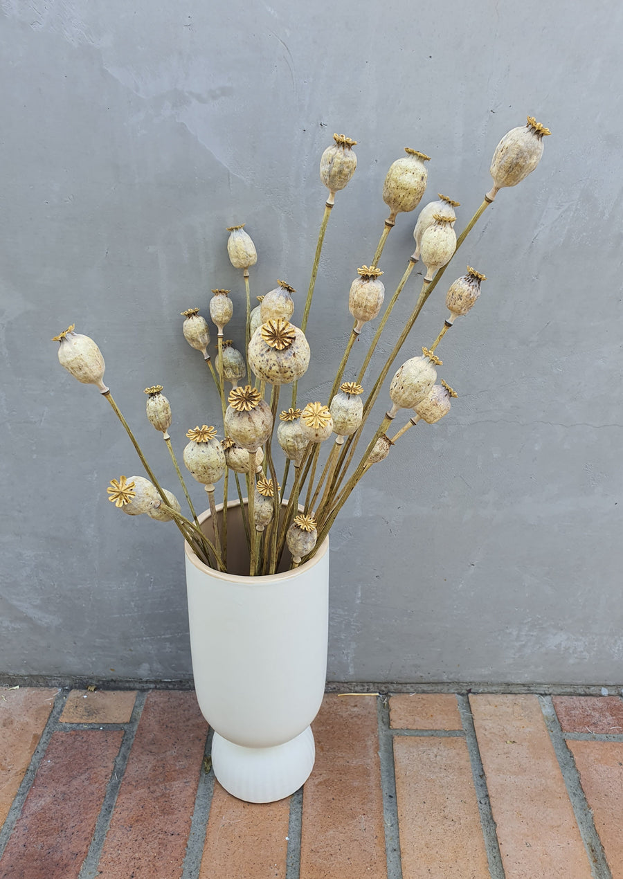 Dry Poppy pods - Natural