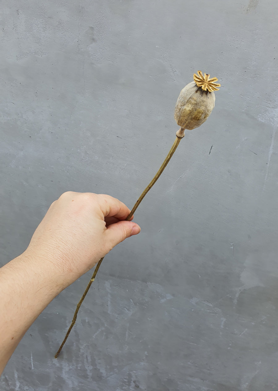 Dry Poppy pods - Natural