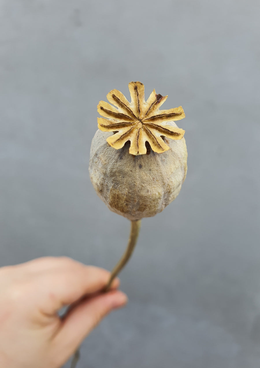 Dry Poppy pods - Natural