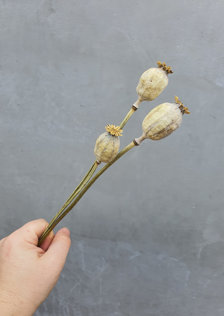 Dry Poppy pods - Natural