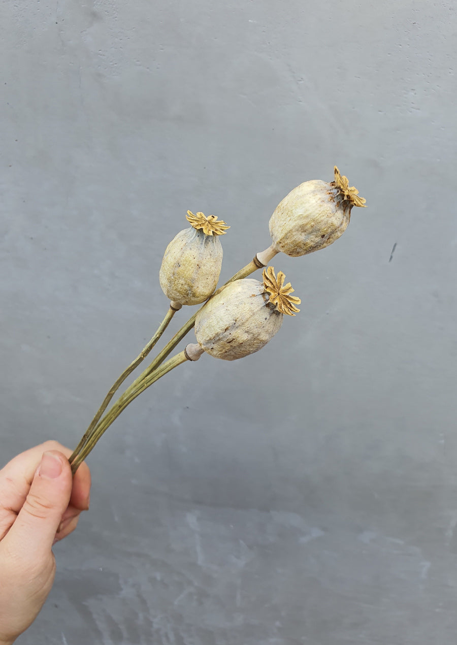 Dry Poppy pods - Natural