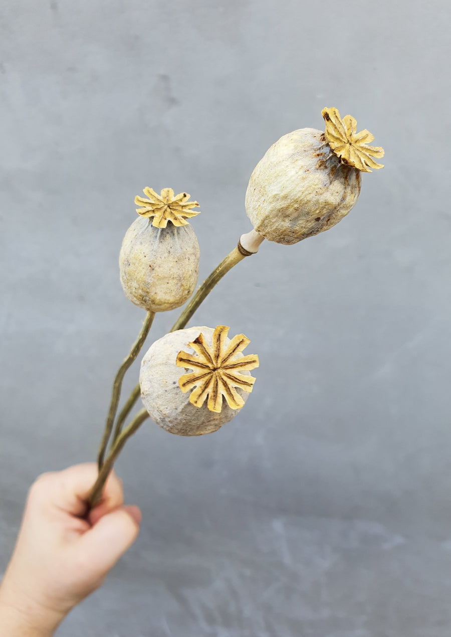 Dry Poppy pods - Natural